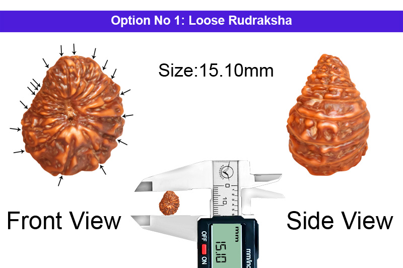 17 Mukhi Indonesian Rudraksha-RD-17-I-47-1